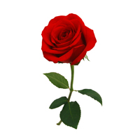 Afbeelding sfeer roos